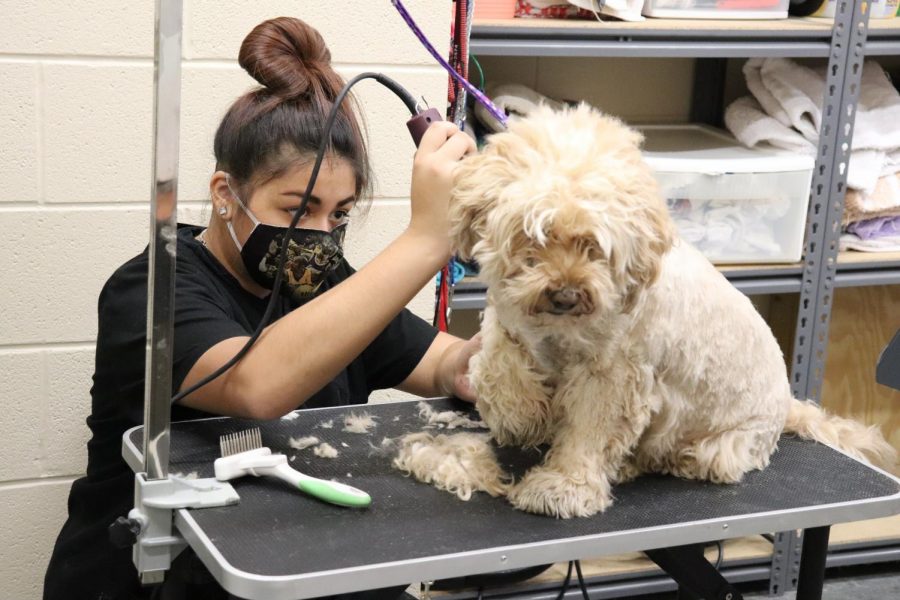Sophomore Angelina Melendez shaves the dog of one of the campus staff members. In the ag wing, the agriscience science program has a full space area in the lab dedicated to dog grooming, with a professional stainless steel grooming tub.